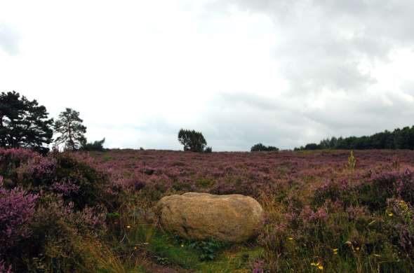 Beeld bij Zandruggen in Drenthe