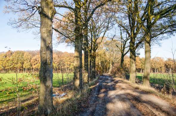 Beeld bij Bossen en hoogveen in zuidwest Brabant