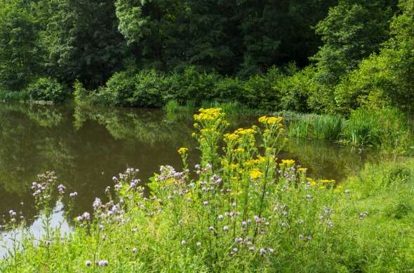 Beeld bij Brabantse Biesbosch avontuur