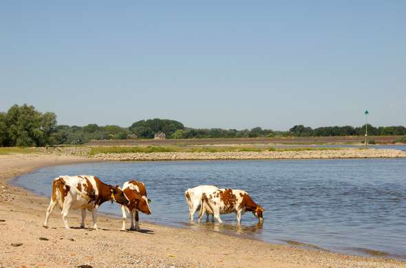 Beeld bij Tussen Maas en Waal