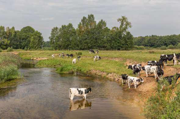 Beeld bij Door het Vechtdal