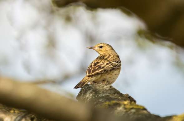 Beeld bij Vennen in Midden-Limburg