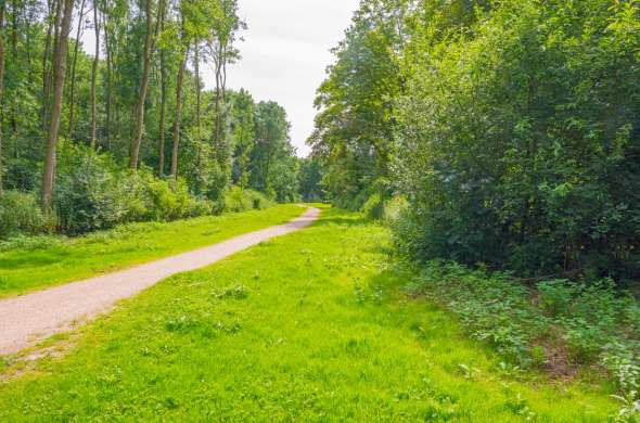 Beeld bij Jonge bossen in Flevoland