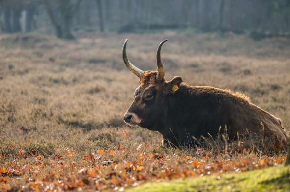 Beeld bij De Maashorst