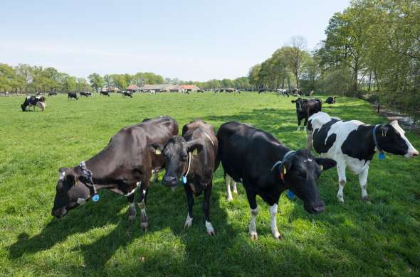 Beeld bij Door de Gelderse Vallei