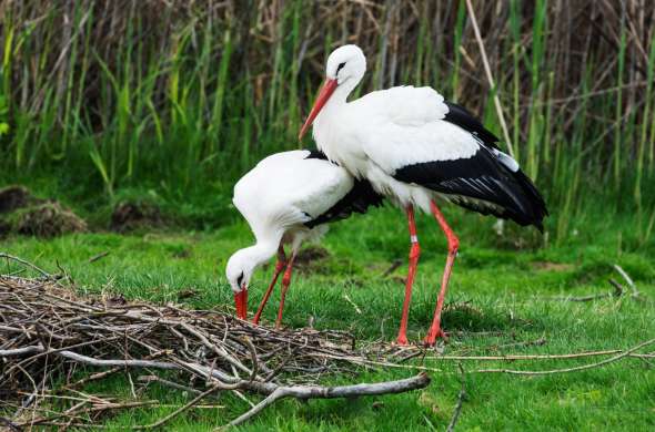 Beeld bij Langs de ooievaars