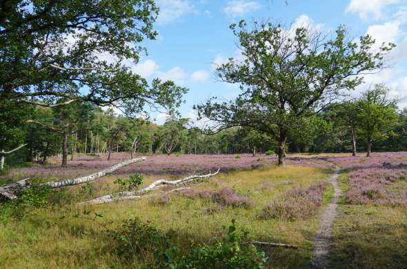 Beeld bij Door de Gooise natuur