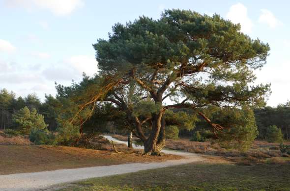 Beeld bij Bossen en landgoederen op de grens tussen Brabant en Limburg