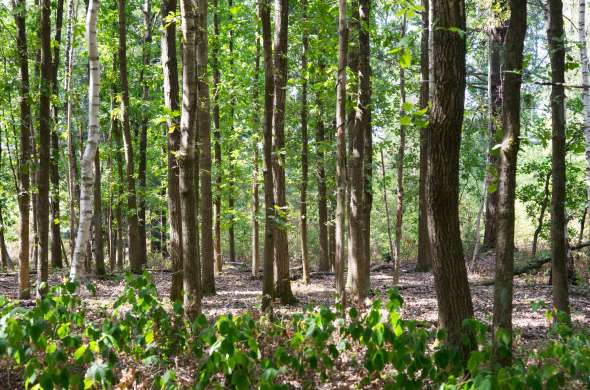 Beeld bij Door de Brabantse Bossen