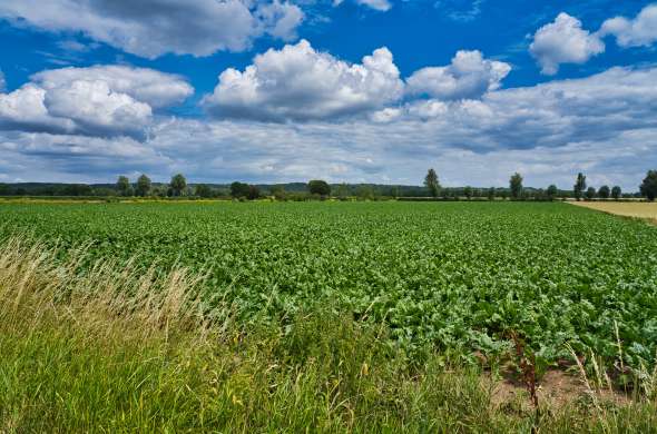 Beeld bij Kastelen en landgoederen langs de Maas