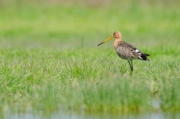 Beeld bij De Friese Wijlanden en Nationaal Park De Alde Feanen