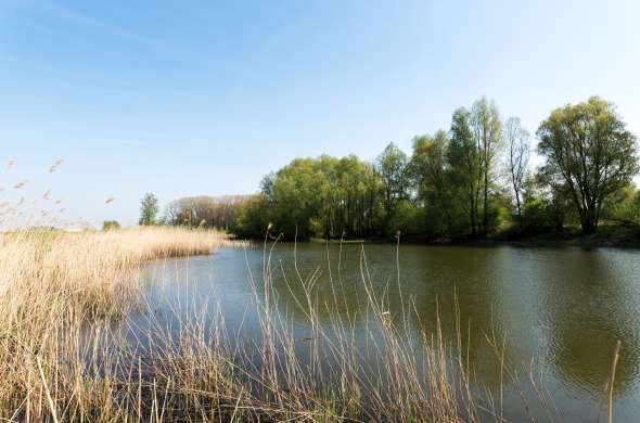 Beeld bij Gelderse meren langs de Rijn