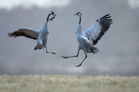 Beeld bij De kop van Drenthe