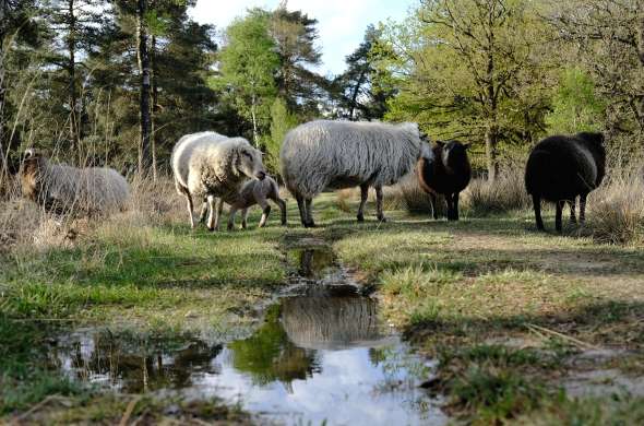 Beeld bij Nationaal Park Het Drents-Friese Wold