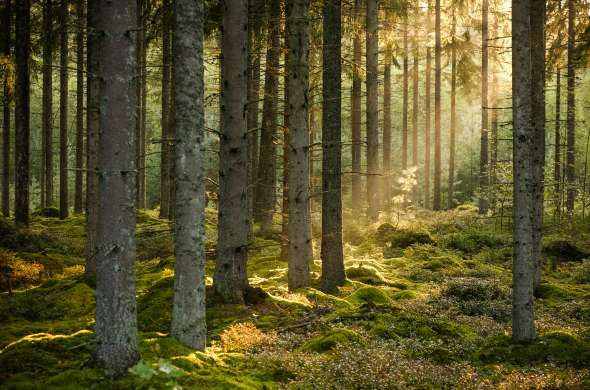 Beeld bij Midden-Limburg