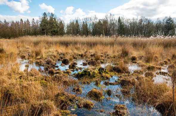 Beeld bij De dwaallichten van het Aamsveen