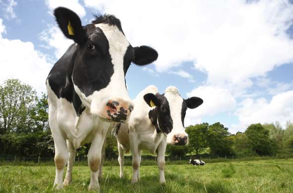 Beeld bij Friesland - Oost- en Westdongeradeel