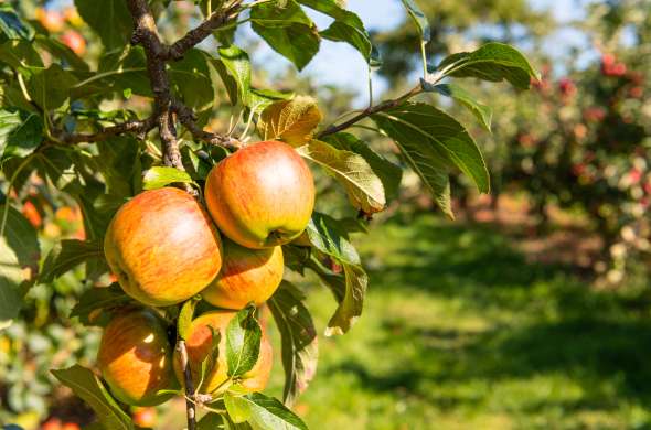 Beeld bij De Betuwe van Zeeland