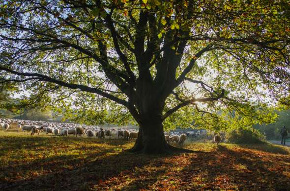 Beeld bij De bijzondere natuur rond Weert