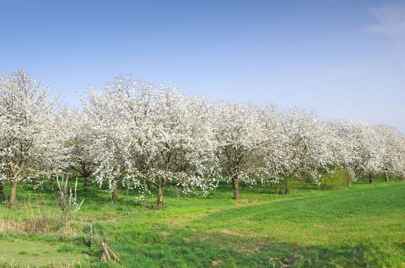 Beeld bij De fruitmand van Nederland