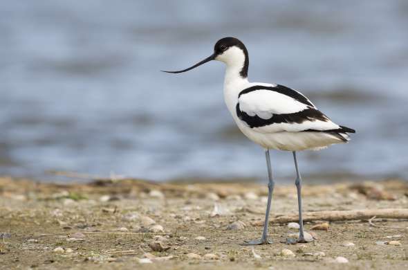 Beeld bij Vogels spotten aan de Friese kust