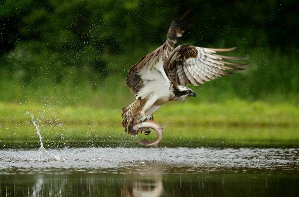 Beeld bij Vogelrijke route langs Friese IJsselmeerkust