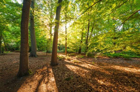 Beeld bij Langs de Rovertsche Heide