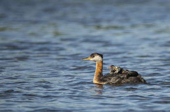 Beeld bij Natuurgebied de Kampina