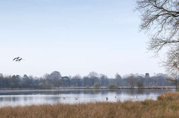 Beeld bij Het Leersumse Veld