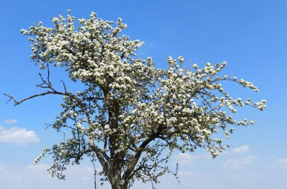 Beeld bij Bloesem in Zuid-Limburg