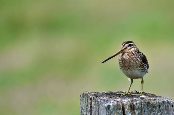 Beeld bij Genieten van vogels in Nationaal Park Lauwersmeer