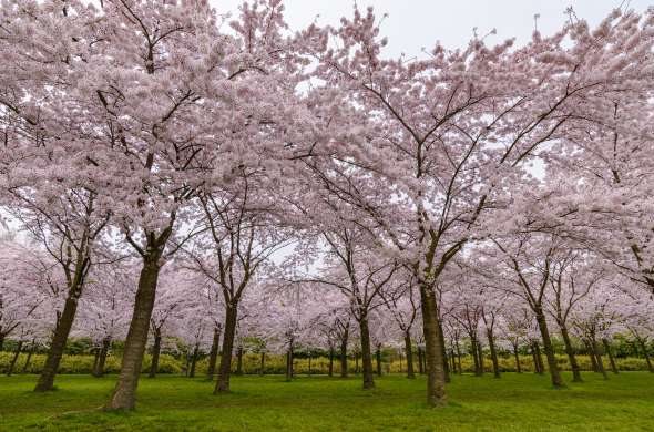 Beeld bij Kersenbloesem in het Amsterdamse Bos