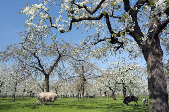 Beeld bij Bloesem in de Kromme Rijnstreek