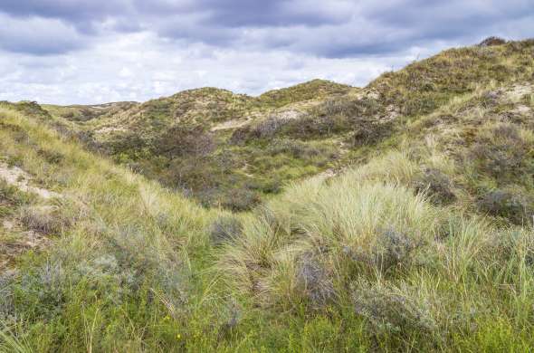 Beeld bij Kijkduin en natuurgebied Meijendel