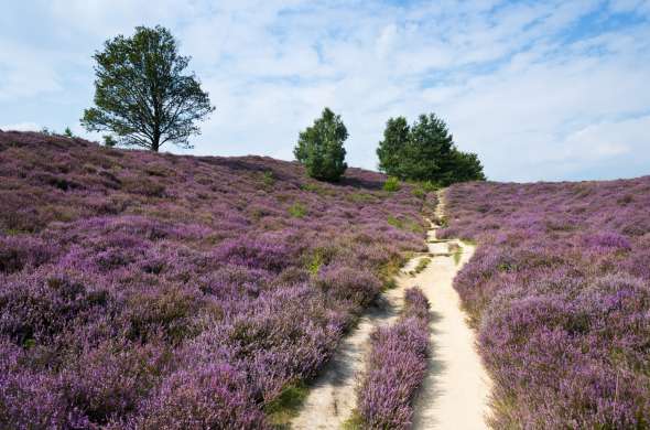 Beeld bij Nationaal Park Veluwezoom