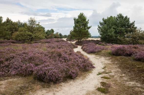 Beeld bij Nationaal Park De Loonse en Drunense Duinen