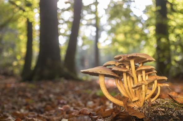 Beeld bij Nationaal Park Dwingelderveld