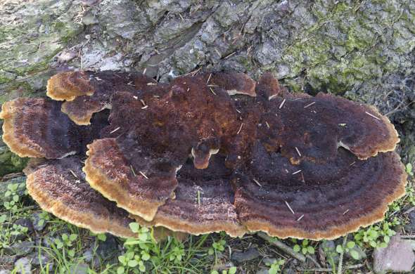 Beeld bij Het Leeuwarder Bos en Grutte Wielen