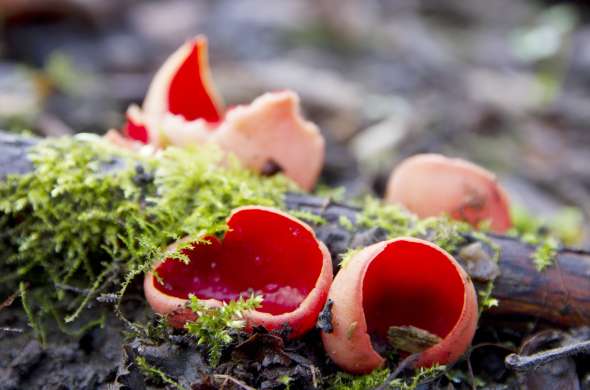 Beeld bij De Baggerputten en Heemtuin Tussen de Venen