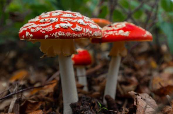 Beeld bij De Brunssummerheide ontdekken