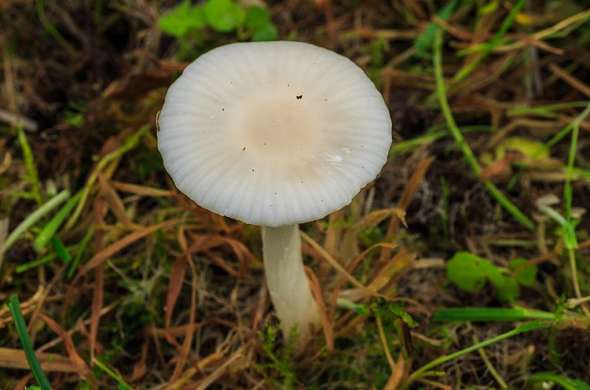 Beeld bij Paddenstoelenparadijs het Zwanenwater