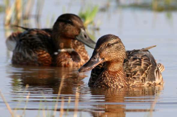 Beeld bij Het Lauwersmeer