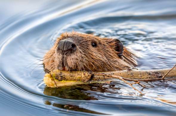 Beeld bij Rust in Nationaal Park De Biesbosch