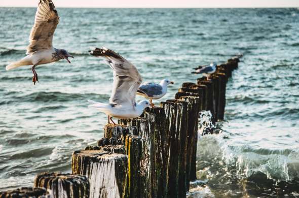 Beeld bij Aan de Zeeuws-Vlaamse kust