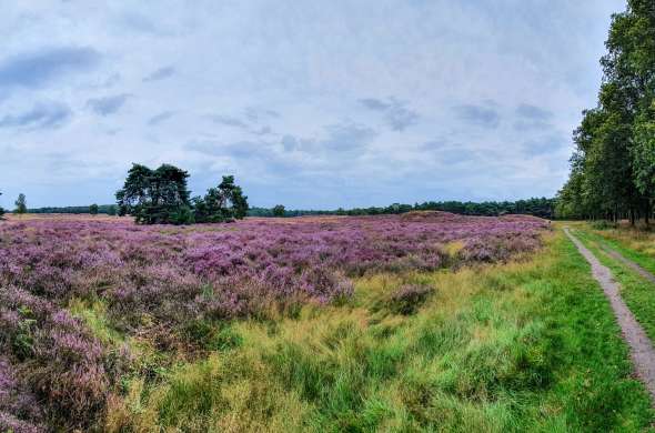 Beeld bij De Hoorneboegse Heide