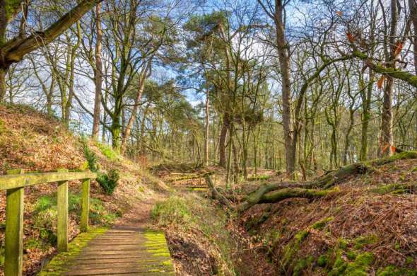 Beeld bij Door de bossen bij Wolfheze