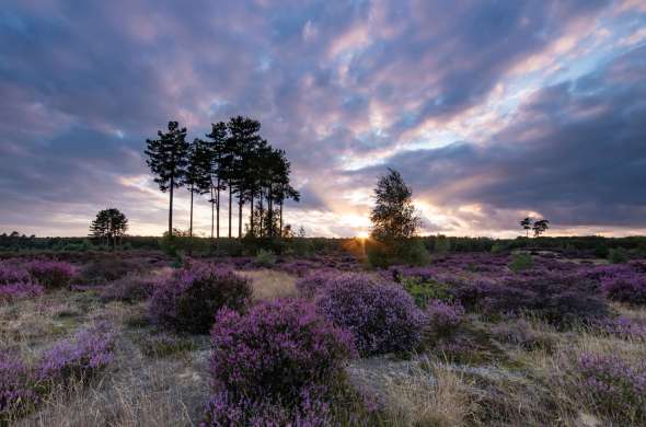 Beeld bij De bossen bij De Bilt