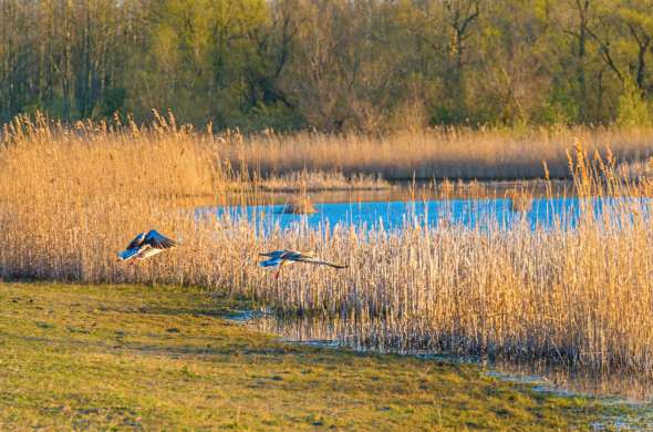 Beeld bij De Oostvaardersplassen