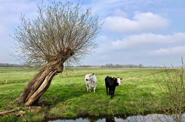 Beeld bij Langs de Lek