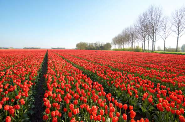 Beeld bij Tulpenpracht in Flevoland
